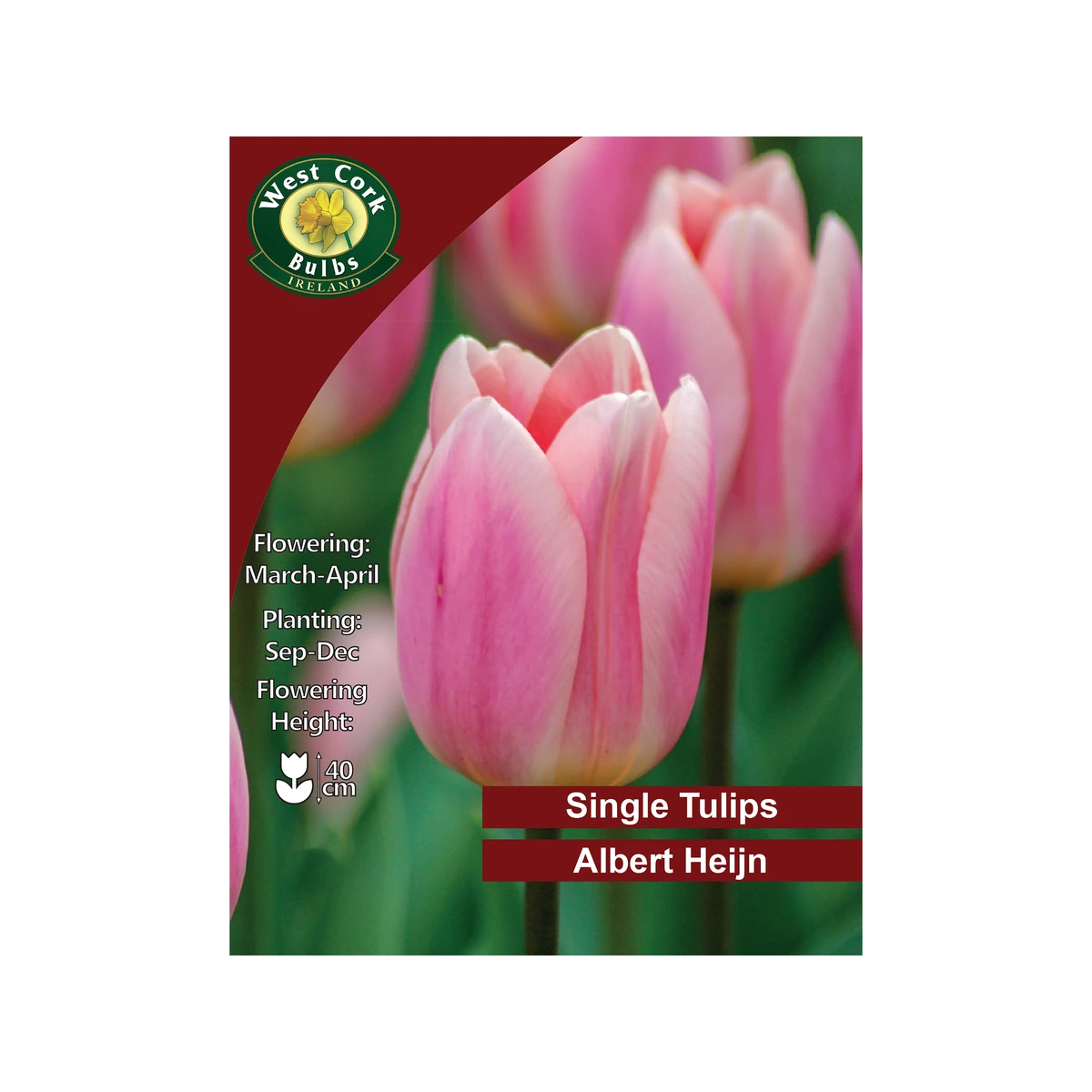 West Cork Bulbs Albert Heijn Tulips 10 Bulbs 1 West Cork Bulbs Albert Heijn Tulips 10 Bulbs