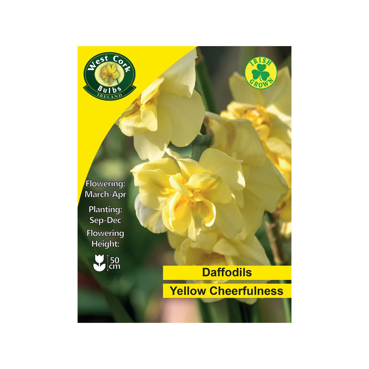 West Cork Bulbs Yellow Cheerfulness Daffodil 4kg 1 West Cork Bulbs Yellow Cheerfulness Daffodil 4kg
