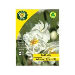 West Cork Bulbs Winston Churchill Daffodil 4 KG