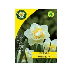 West Cork Bulbs White Lion Daffodil 4 KG