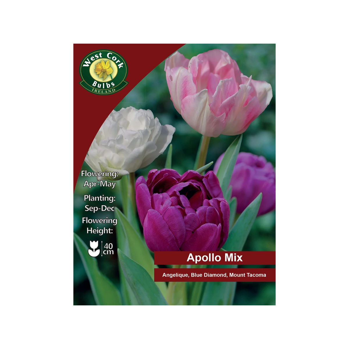 West Cork Bulbs Apollo Mix Tulips 35 Bulbs 1 West Cork Bulbs Apollo Mix Tulips 35 Bulbs