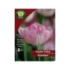 West Cork Bulbs Mariette Lily Flowered Tulip 35 Bulbs