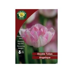 West Cork Bulbs Mariette Lily Flowered Tulip 35 Bulbs