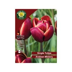 West Cork Bulbs Arabian Mystery Tulip 35 Bulbs