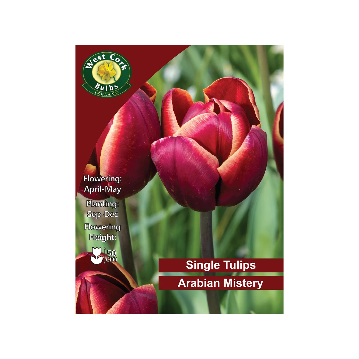 West Cork Bulbs Arabian Mystery Tulip 35 Bulbs 1 West Cork Bulbs Arabian Mystery Tulip 35 Bulbs