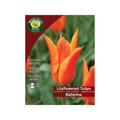 West Cork Bulbs Ballerina Lily Flowered Tulip 35 Bulbs