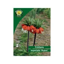 West Cork Bulbs Fritillaria Imperialis Rubra 3 Bulbs