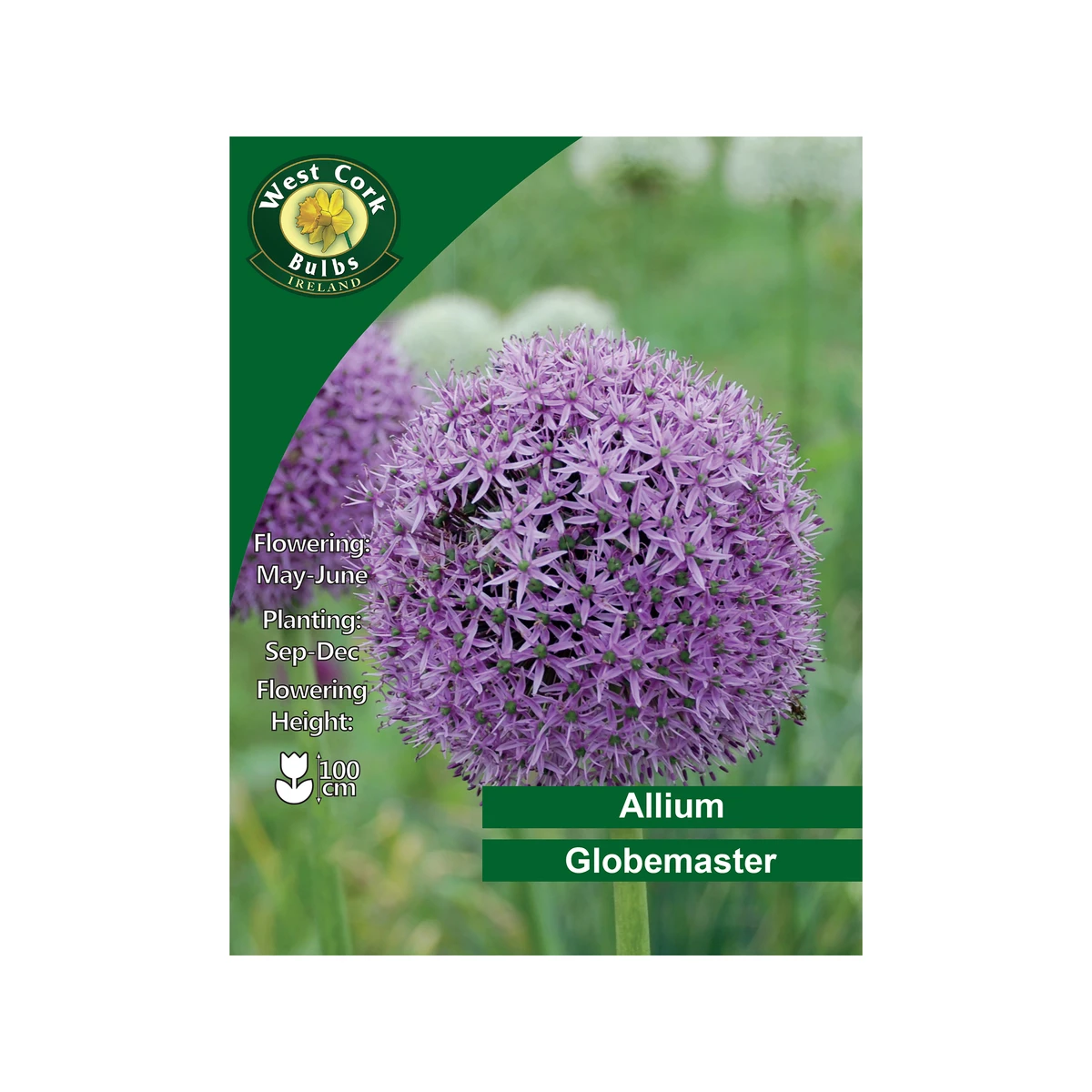 West Cork Bulbs Globemaster Allium 3 Bulbs 1 West Cork Bulbs Globemaster Allium 3 Bulbs
