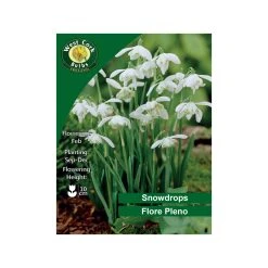West Cork Bulbs Galanthus Double Flora Pleno 20 Bulbs