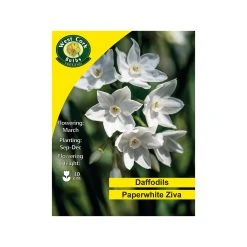 West Cork Bulbs Paperwhite Ziva Daffodil 15 Bulbs