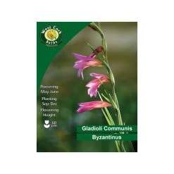 West Cork Bulbs Gladioli Communis Byzantinus 30 Bulbs