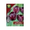West Cork Bulbs Queen Of The Night Tulip 100 Bulb