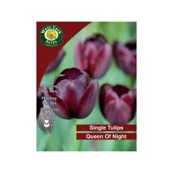 West Cork Bulbs Queen Of The Night Tulip 100 Bulb