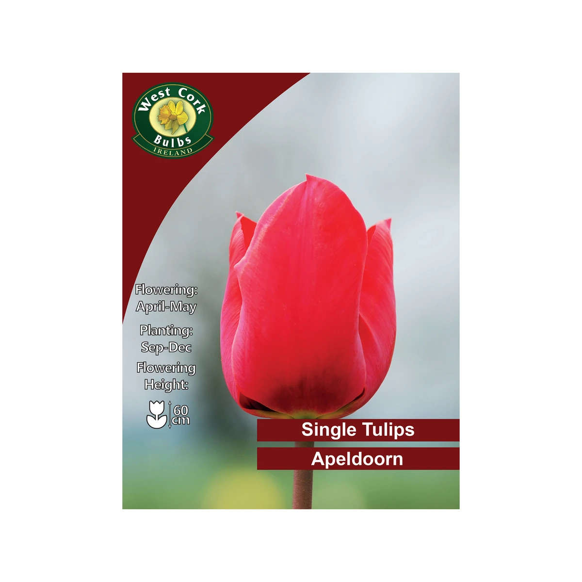 West Cork Bulbs Apeldoorn Single Tulip 100 Bulbs 1 West Cork Bulbs Apeldoorn Single Tulip 100 Bulbs