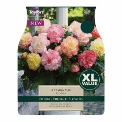 Taylors Begonia Samba Mixed