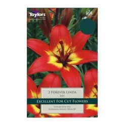 Taylors Lily Forever Linda