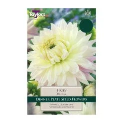 Taylors Dahlia Kiev Bulb