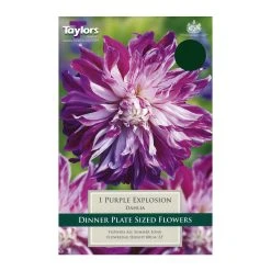 Taylors Dahlia Purple Explosion Bulb