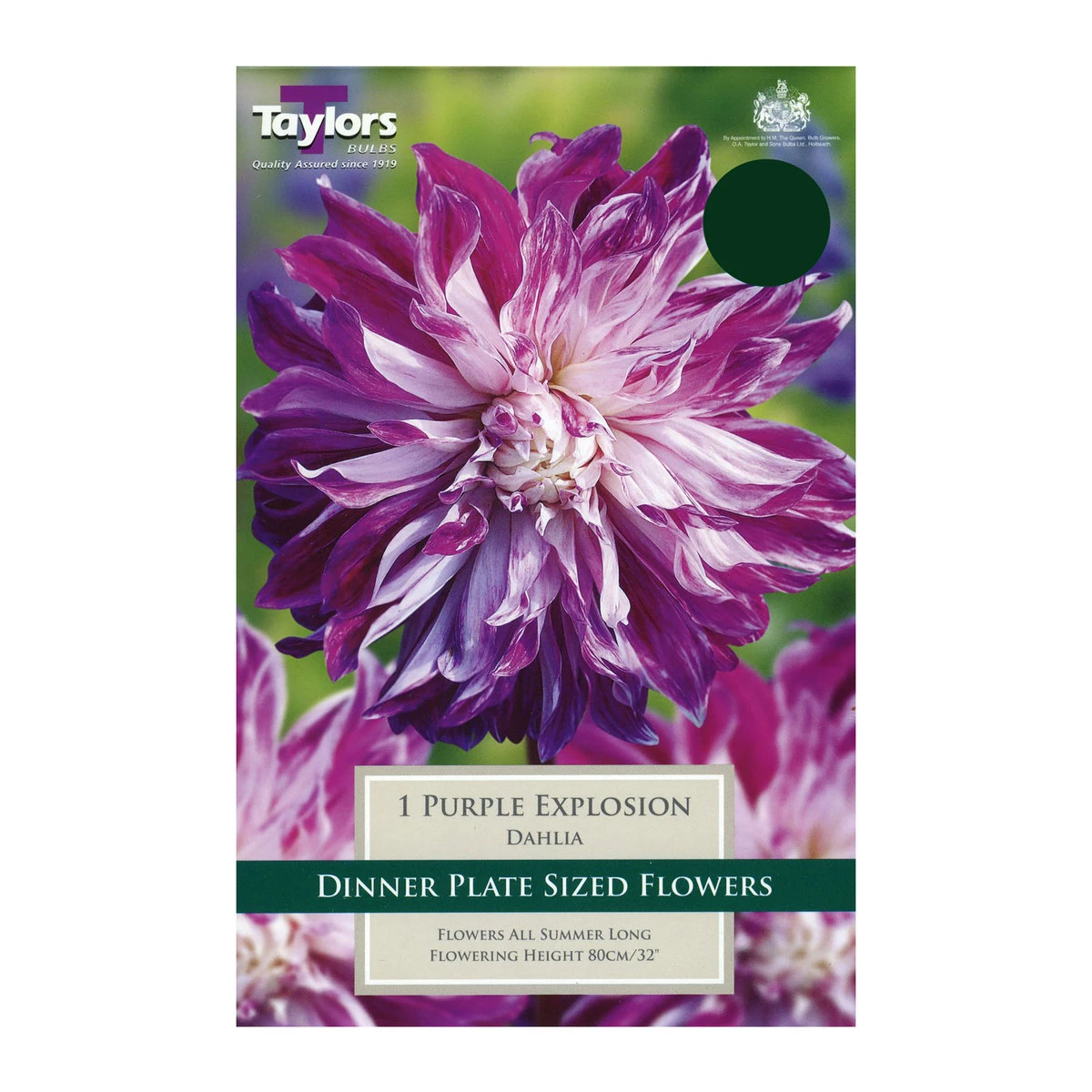 Taylors Dahlia Purple Explosion Bulb 1 Taylors Dahlia Purple Explosion Bulb