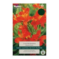 Taylors Alstroemeria Orange King Bulb
