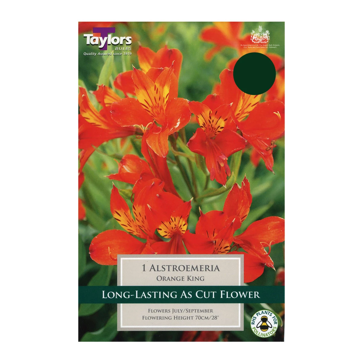 Taylors Alstroemeria Orange King Bulb 1 Taylors Alstroemeria Orange King Bulb