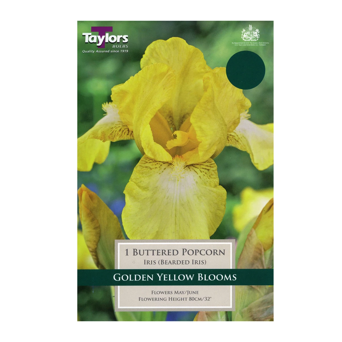 Taylors Iris Buttered Popcorn Bulbs 1 Taylors Iris Buttered Popcorn Bulbs