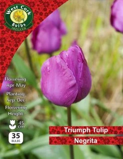 West Cork Bulbs Tulip Single Negrita 35 Bulbs