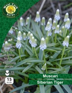 West Cork Bulbs Muscari Arm Siberian Tiger 15 Bulbs