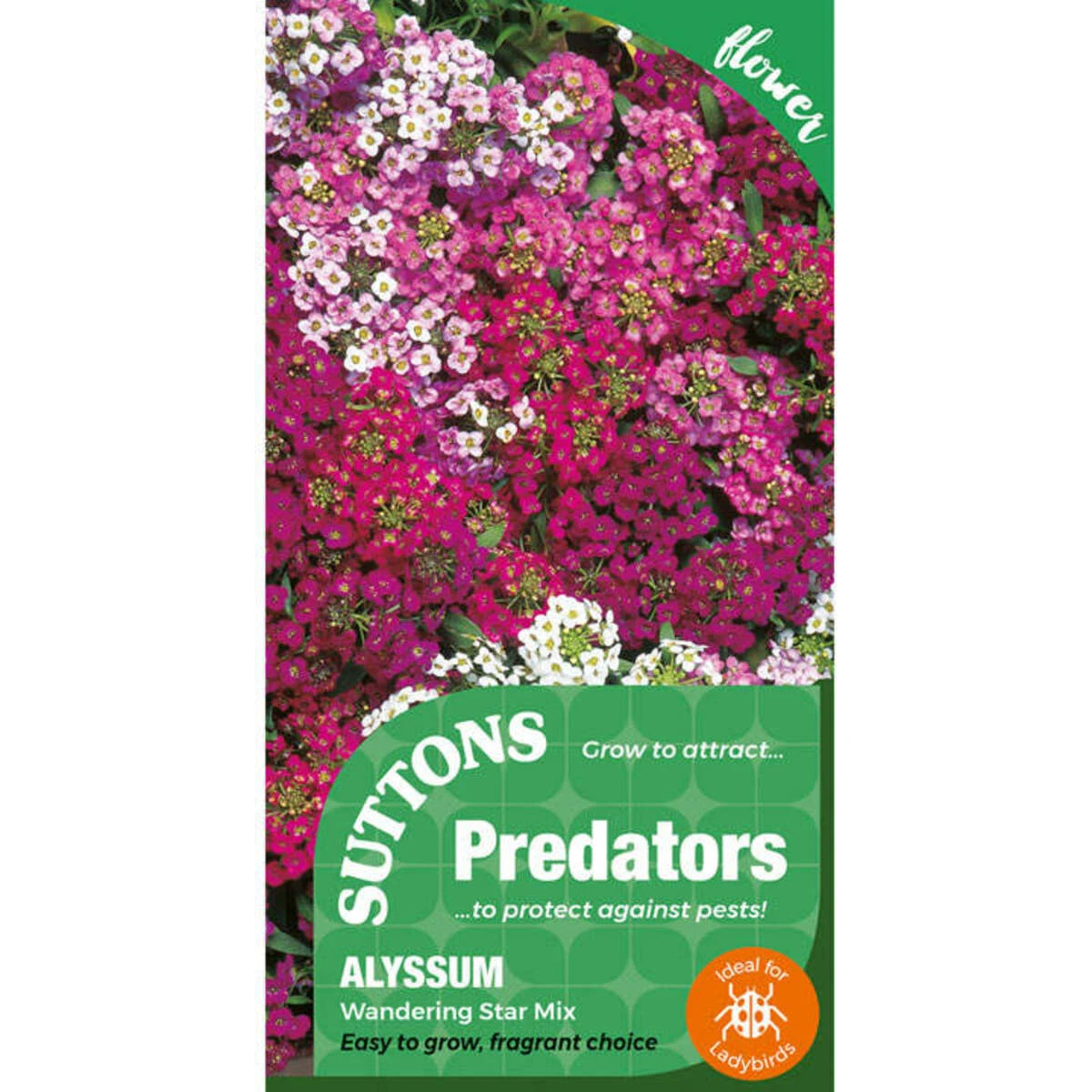Suttons Seeds Suttons P & P Alyssum Wandering Star 2 Suttons Seeds Suttons P & P Alyssum Wandering Star - Billede 2