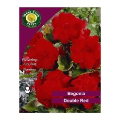 West Cork Bulbs Begonia Double Red 3 Bulbs