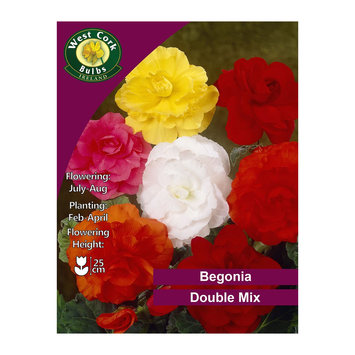 West Cork Bulbs Begonia Double Mix 3 Bulbs 1 West Cork Bulbs Begonia Double Mix 3 Bulbs