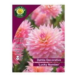West Cork Bulbs Dahlia Decorative Lucky Number 1 Bulb