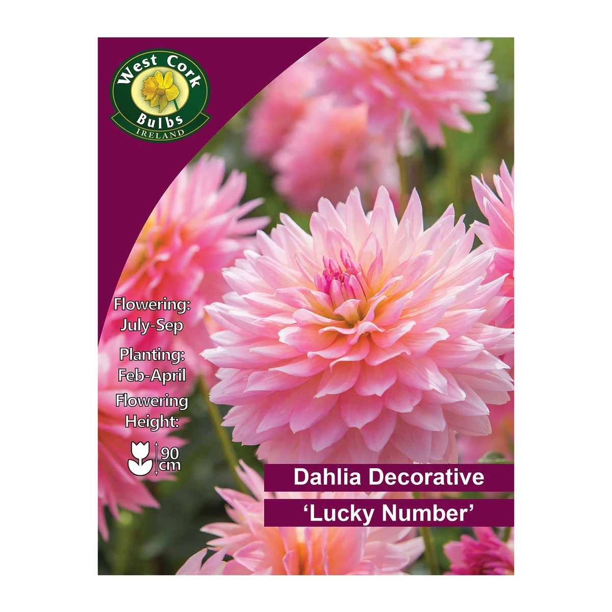 West Cork Bulbs Dahlia Decorative Lucky Number 1 Bulb 1 West Cork Bulbs Dahlia Decorative Lucky Number 1 Bulb