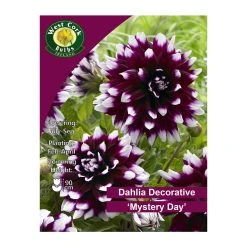 West Cork Bulbs Dahlia Decorative Mystery Day 1 Bulb