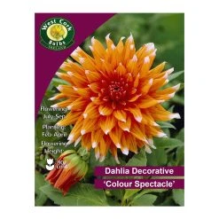 West Cork Bulbs Dahlia Cactus Colour Spectacle 1 Bulb