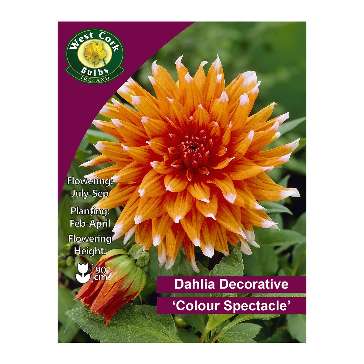 West Cork Bulbs Dahlia Cactus Colour Spectacle 1 Bulb 1 West Cork Bulbs Dahlia Cactus Colour Spectacle 1 Bulb