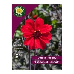 West Cork Bulbs Dahlia Paeony Bishop Of Landaff 1 Bulb