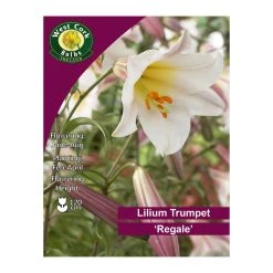 West Cork Bulbs Lilium Trumpet Regale 2 Bulbs