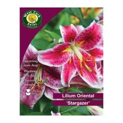 West Cork Bulbs Lilium Oriental Stargazer 2 Bulbs