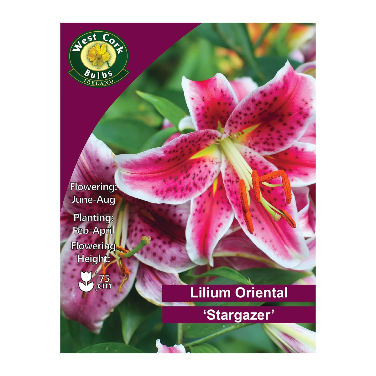 West Cork Bulbs Lilium Oriental Stargazer 2 Bulbs 1 West Cork Bulbs Lilium Oriental Stargazer 2 Bulbs