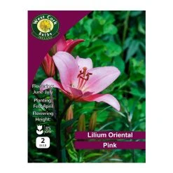 West Cork Bulbs Lilium Oriental Pink 2 Bulbs