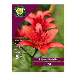 West Cork Bulbs Lilium Asiatic Red 3 Bulbs