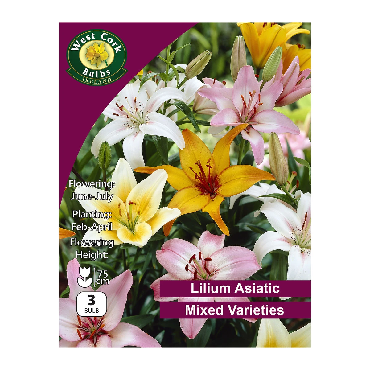 West Cork Bulbs Lilium Asiatic Mixed 3 Bulbs 1 West Cork Bulbs Lilium Asiatic Mixed 3 Bulbs