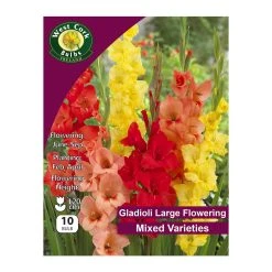 West Cork Bulbs Gladioli Flowering Mixed Bulbs