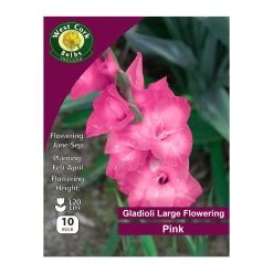 West Cork Bulbs Gladioli Flowering Pink 10 Bulbs