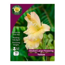 West Cork Bulbs Gladioli Flowering Yellow 10 Bulbs