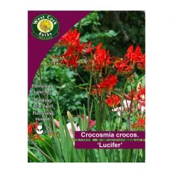 West Cork Bulbs Crocosmia Crocosmiiflora Lucifer 10 Bulbs
