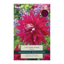 Taylors Dahlia Ac Dark Horse