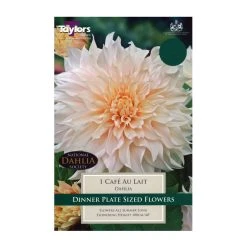 Taylors Dahlia Cafe Au Lait Bulb