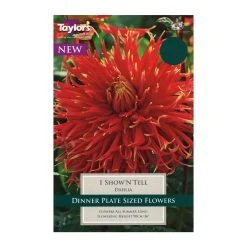 Taylors Dahlia Show 'N' Tell Bulb